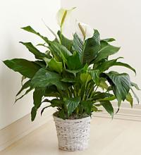 Peace Lily for Sympathy