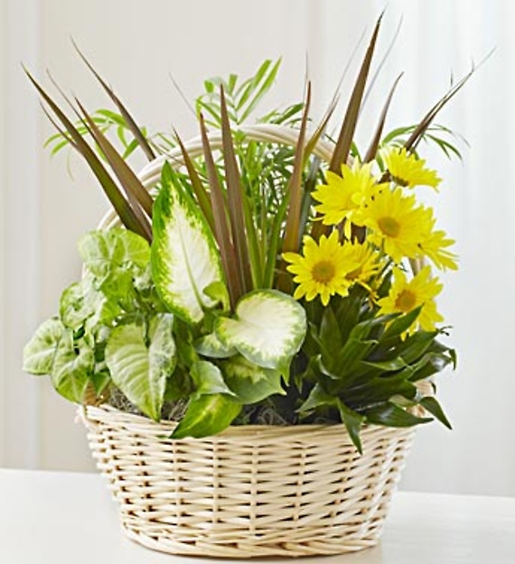 Dish Garden with Fresh Cut Flowers for Sympathy