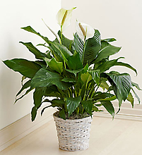 Peace Lily for Sympathy